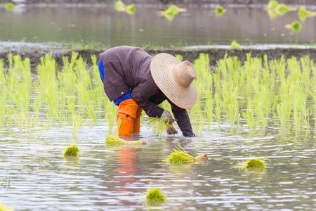 泰国在泰国北部种植水稻的农民