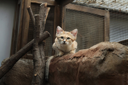 野生沙猫