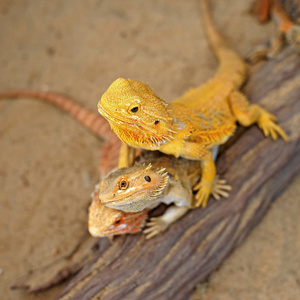 大胡子的龙或 pogona vitticeps