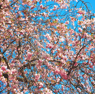 在伦敦公园的自然的粉红色的树和花花儿