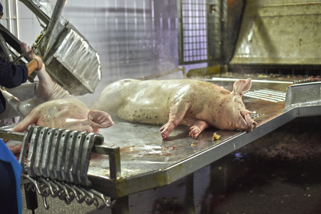 死猪肉类生产
