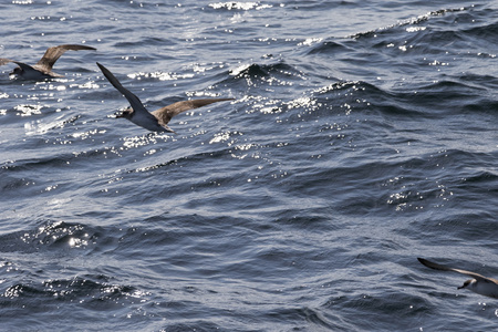 海鸟飞越海洋图片