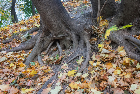 秋天公园有根和黄叶的树