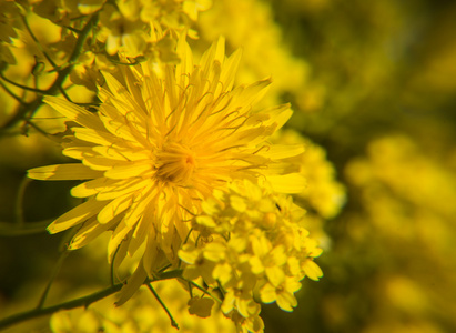 明媚的春光黄色花朵在草地上