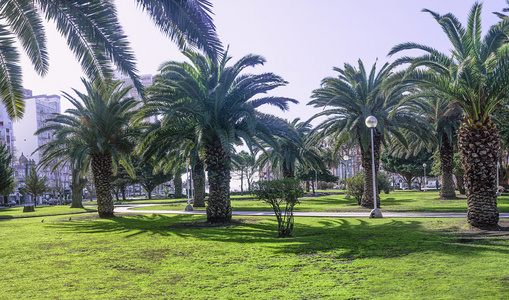 公园有棕榈树，城中公园 con 棕榈