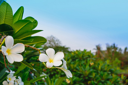 美丽的鸡蛋花