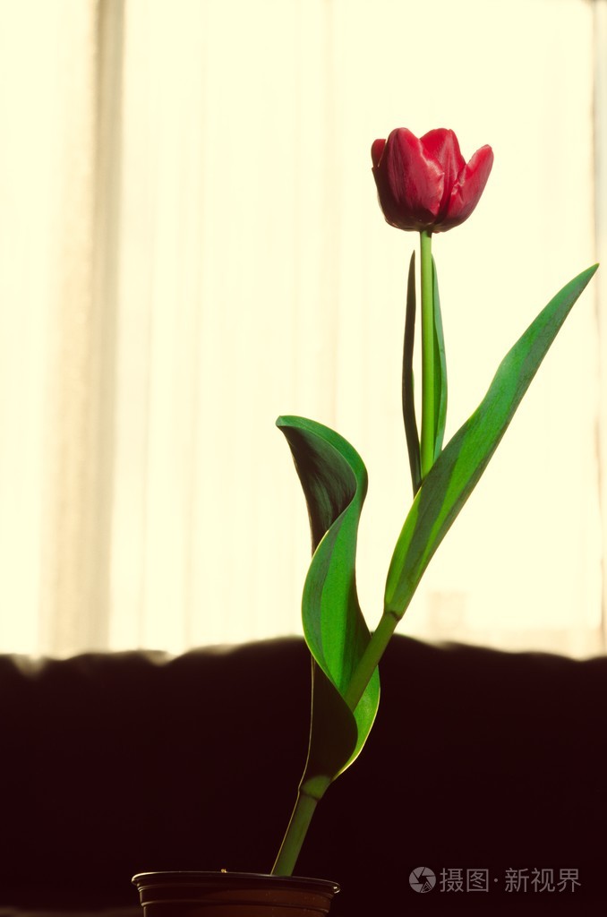 单朵美丽的郁金香花