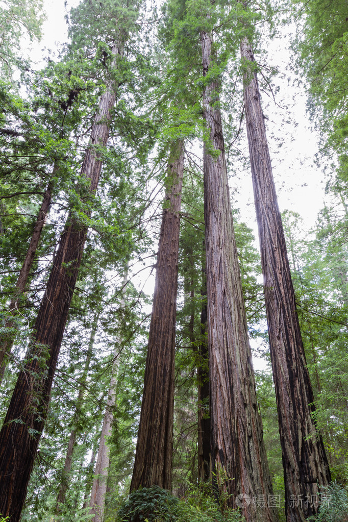 史前森林照片-正版商用图片1jol82-摄图新视界