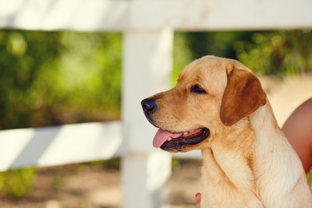 美丽的年轻女孩的肖像与她的狗拉布拉多猎犬户外在夏季美丽的公园