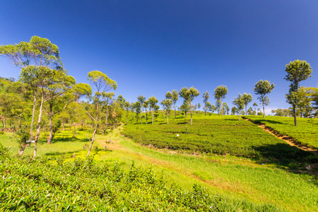 斯里兰卡茶园绿色景观