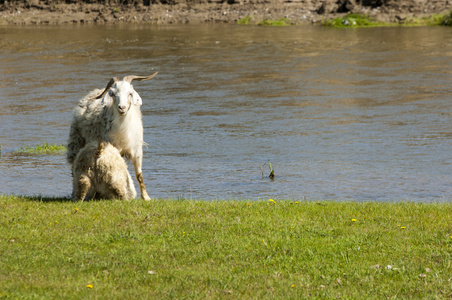 山羊在河边放羊。 听说山羊和绵羊在靠近水的高原上放牧。