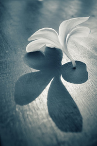 白色素馨花的影子图片