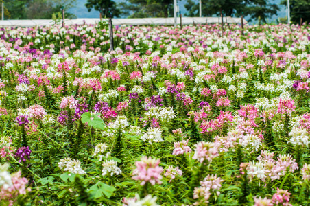 花蜘蛛花场人工林