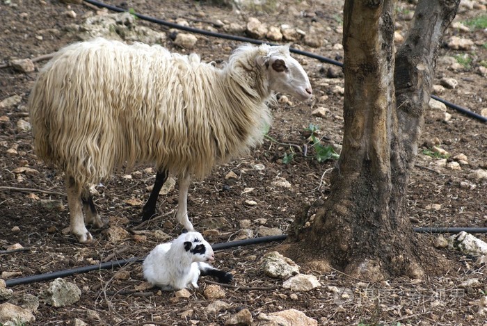母羊的小羊羔在农场