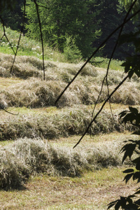 干草在农村