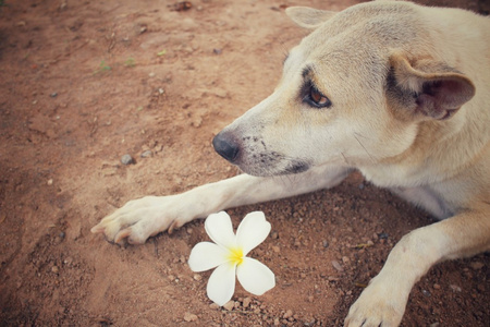 白花狗