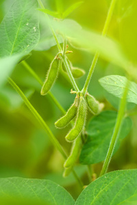 大豆作物的豆荚在字段