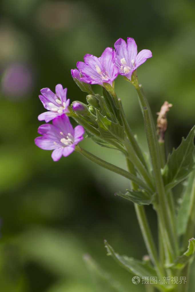 4900px发票合同问题/查看作者其他作品查看更多>野花在山上野花在山上
