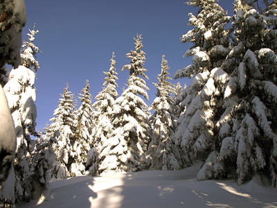 山中雪树