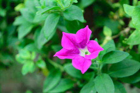 美丽的花