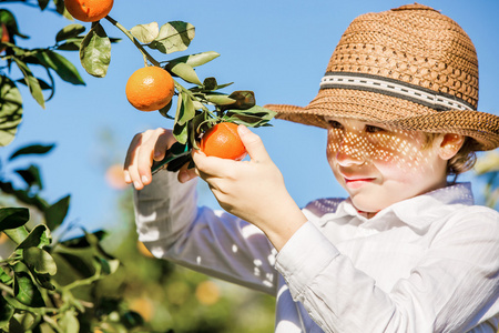 有吸引力可爱的小男孩在阳光灿烂的夏天一天在柑橘农场采摘桔子的肖像