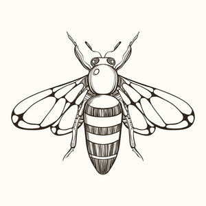 手绘蜜蜂雕刻素描。 TAT矢量插图