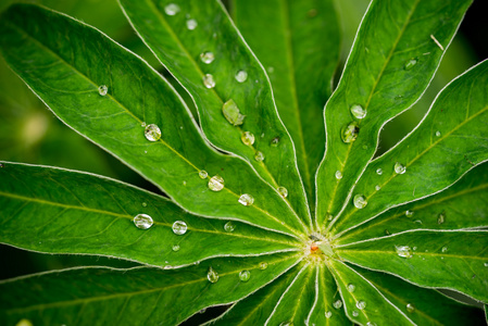 羽扇豆叶子雨水滴背景