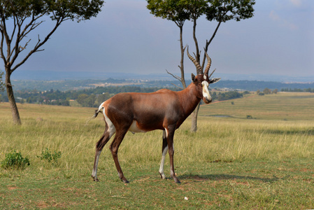 黑斑羚 羚羊 国家公园南非