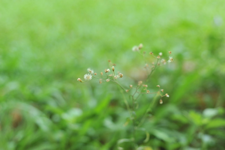 花选择性焦点