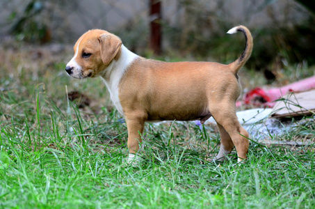 Amstaff 小狗