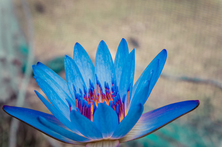 美丽的蓝色水百合或蓝色莲花