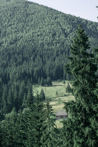 在喀尔巴阡夏日风景