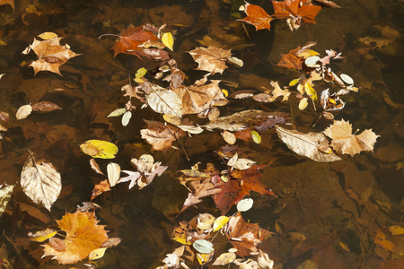 抽象背景秋天的树叶