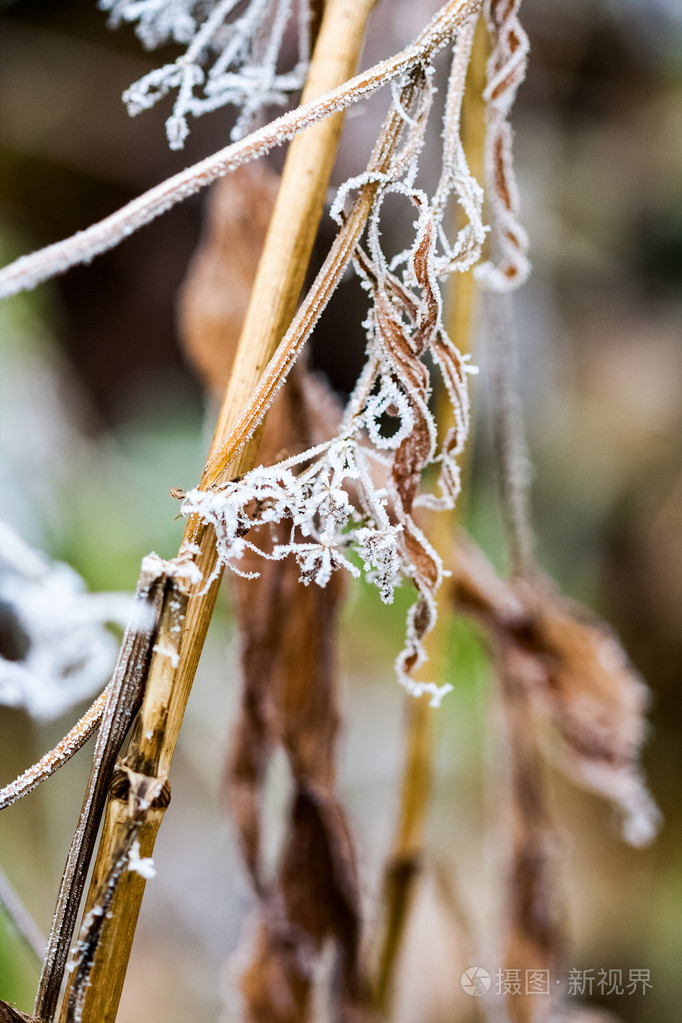 冷冻的植物和叶子蜘蛛网和秋天末尾的详细资料