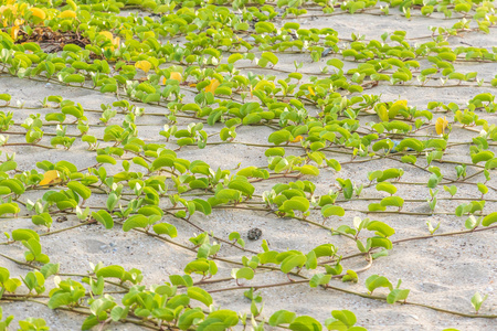 对聚醚砜 caprae 甜或海滩牵牛花