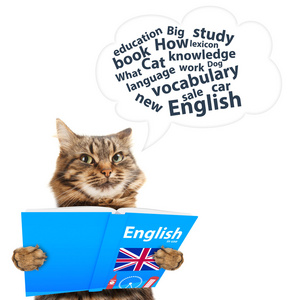 逗猫学习英语图片