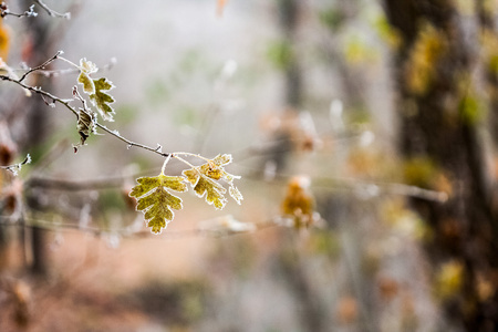 冷冻的植物和树叶在秋天结束的详细
