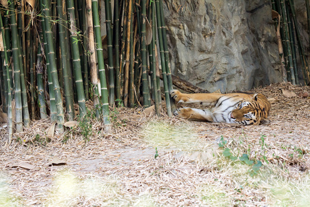 睡在地面上的老虎