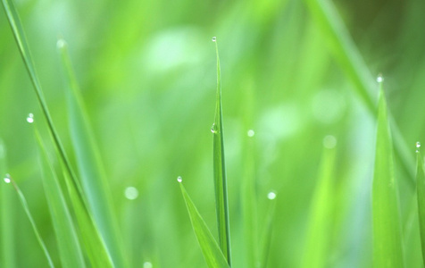 绿草上的露珠滴眼液