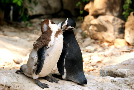 两只接吻的企鹅