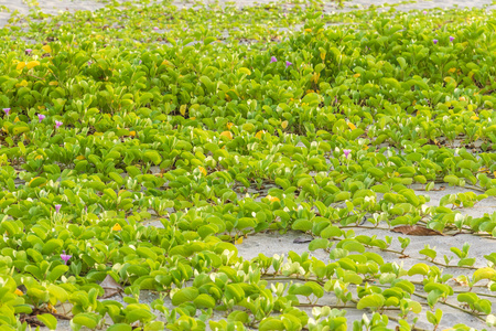 对聚醚砜 caprae 甜或海滩牵牛花