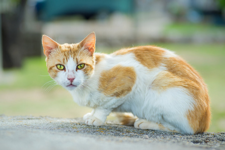 只饥饿的猫的眼睛炯炯有神