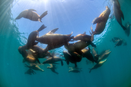 群海狮海豹