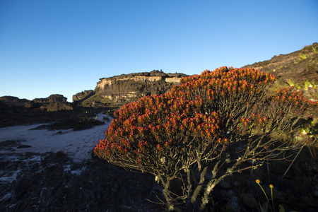 首脑会议的山罗赖马 火山石和红色特有植物