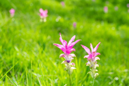 粉红色的暹罗郁金香花在花园里