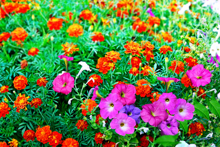 夏日风景。花