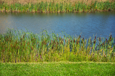 用芦苇和草的池塘