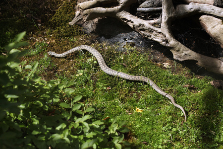 欧洲毒蛇潜伏在森林