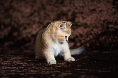 刚出生的小猫在柳条篮子里