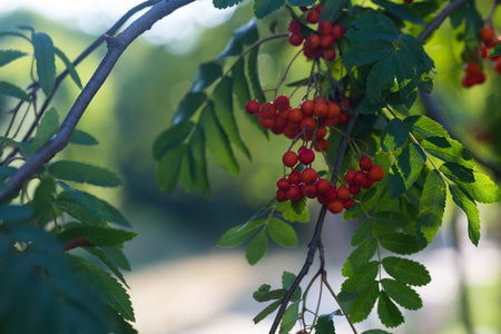 树枝上的红色罗文水果的特写